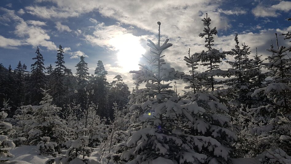 Winter Hiking Winter hiking to the Jassingalm - Touren-Impression #2.4 | © Tourismusverband ERZBERG LEOBEN