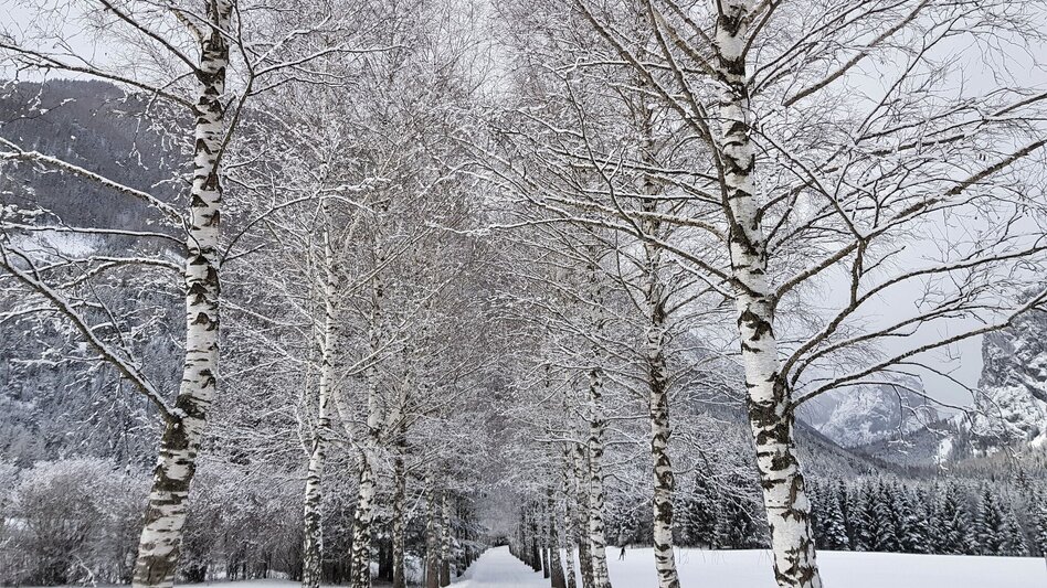 Winter Hiking Winter hiking to the Jassingalm - Touren-Impression #2.5 | © Tourismusverband ERZBERG LEOBEN