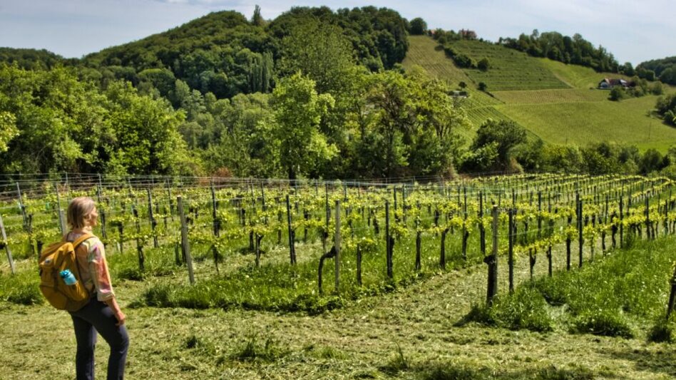 Wanderung Spielfelder Weingärten – Natur – Archäologieweg  - Touren-Impression #2.3 | © TV Südsteiermark - WEGES