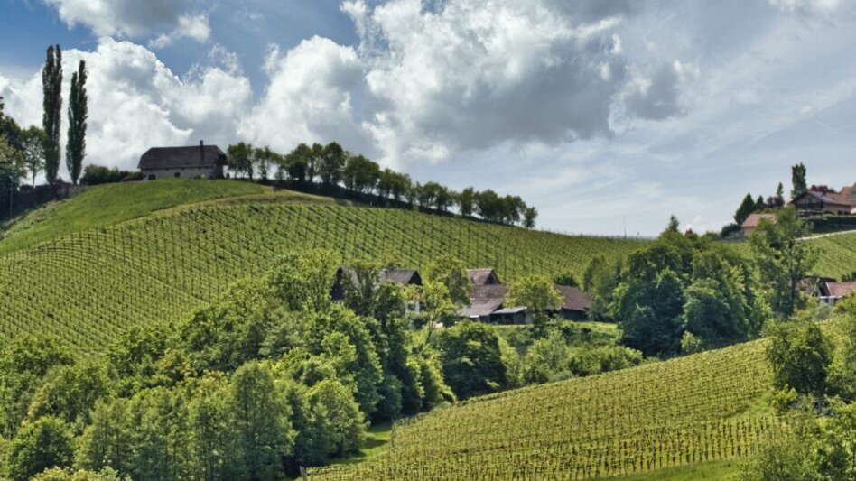 Wanderung Spielfelder Weingärten – Natur – Archäologieweg  - Touren-Impression #2.6 | © TV Südsteiermark - WEGES