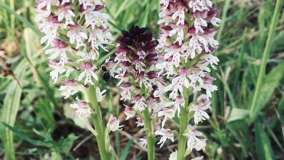 Theme path Experience path Magland (ERLebenspfad Magland) - Touren-Impression #2.3 | © Gemeinde Unterlamm