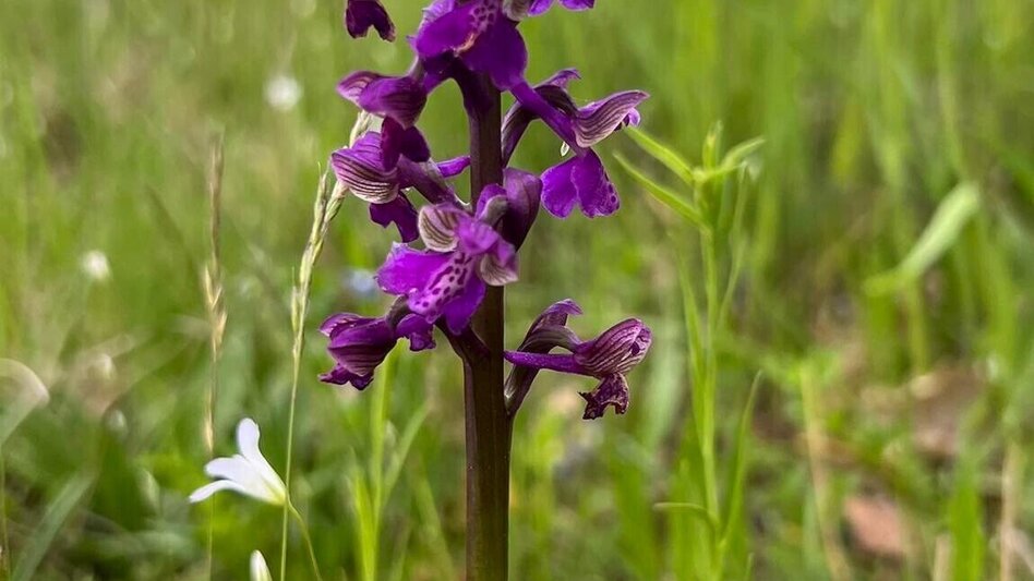 Theme path Experience path Magland (ERLebenspfad Magland) - Touren-Impression #2.4 | © Gemeinde Unterlamm