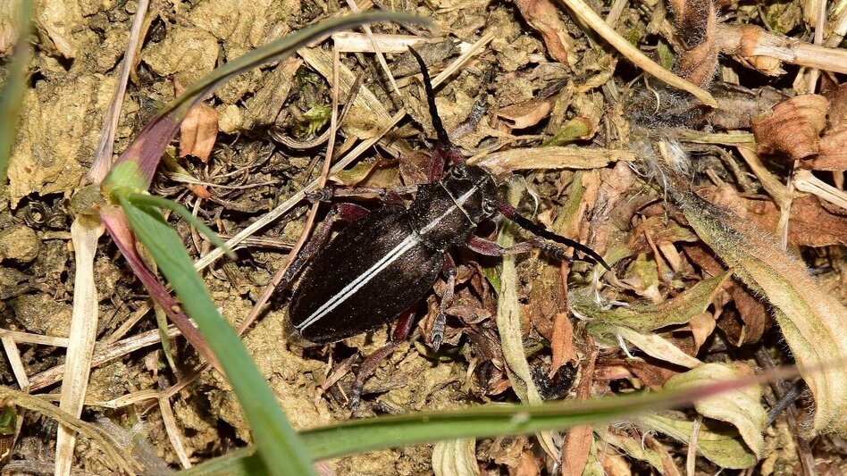 Theme path Experience path Magland (ERLebenspfad Magland) - Touren-Impression #2.5 | © Gemeinde Unterlamm
