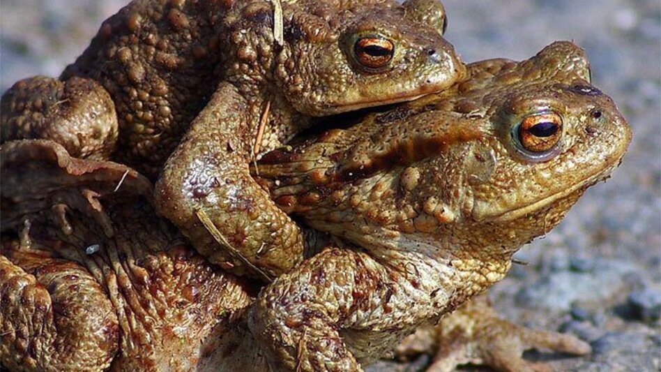 Theme path Experience path Magland (ERLebenspfad Magland) - Touren-Impression #2.6 | © Gemeinde Unterlamm