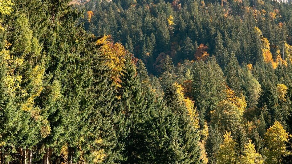 Mountainbike S501 Augst Trail - Touren-Impression #2.6 | © TVB Ausseerland Salzkammergut