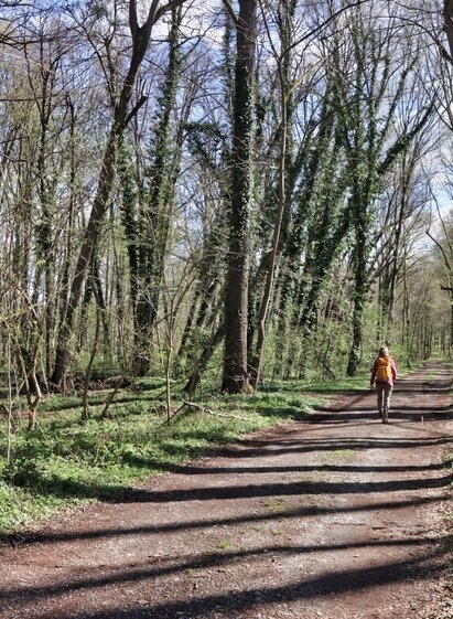 Abwechslungsreich wandern wir durch den Murwald | © TV Südsteiermark/Weges OG | Weges OG | © TV Südsteiermark/Weges OG
