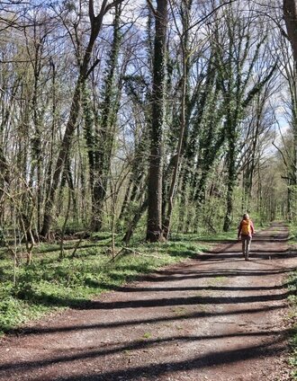 Abwechslungsreich wandern wir durch den Murwald | Weges OG | © TV Südsteiermark/Weges OG