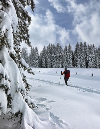 Die Wanderung führt eben über die Almflächen | Weges OG | © Weges OG