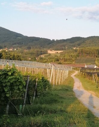 Right through the orchards, Eiteljörg round, Puch bei Weiz, Eastern Styria | Eiteljörg | © Oststeiermark Tourismus