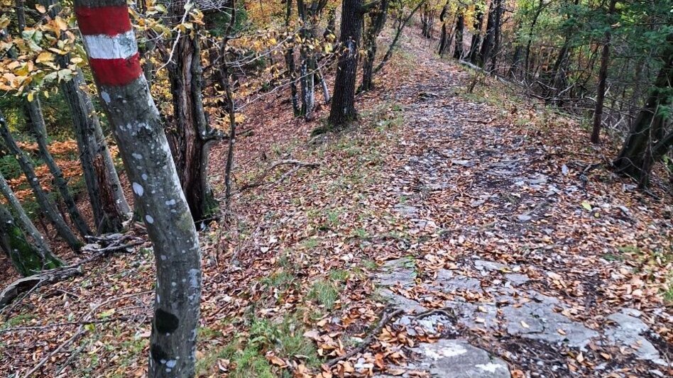 Wanderung Frohnleitner Gschwendtberg - Touren-Impression #2.9 | © Weges OG
