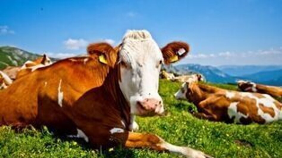 Mountain Hike Fölz-Fölzalm-Voisthalerhütte-Hochschwab - Touren-Impression #2.3 | © Hochsteiermark