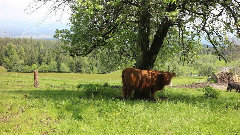 Radfahren Ligister Tour 748 - Touren-Impression #2.9 | © Region Graz
