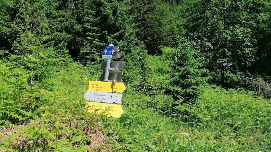 Hiking route Hiking tour via the Naturfreundehütte and Moaralm Palfau - Touren-Impression #2.5 | © TV Gesäuse