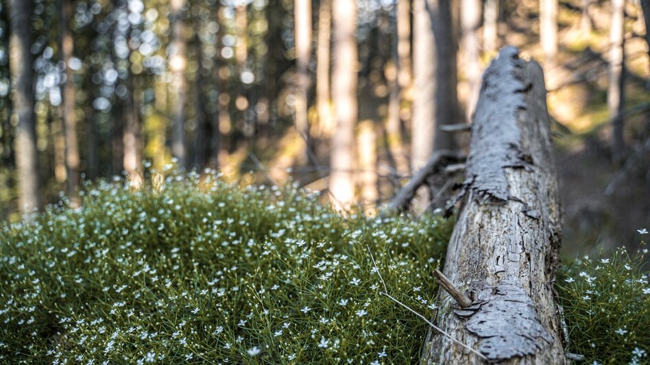 Wanderung Jagerbichl-Brandangeralm-Runde - Touren-Impression #2.4 | © Erlebnisregion Schladming-Dachstein