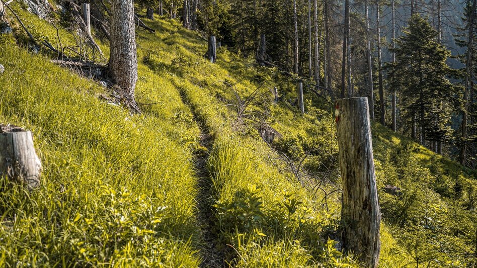 Wanderung Jagerbichl-Brandangeralm-Runde - Touren-Impression #2.5 | © Erlebnisregion Schladming-Dachstein