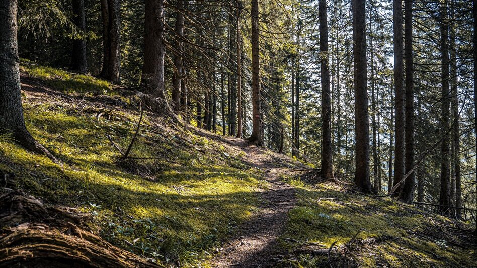 Wanderung Jagerbichl-Brandangeralm-Runde - Touren-Impression #2.8 | © Erlebnisregion Schladming-Dachstein