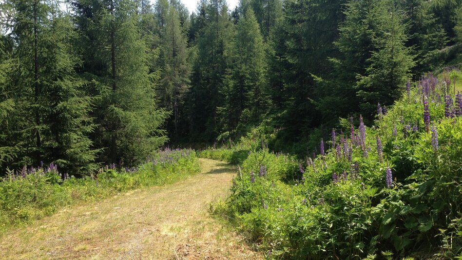 Hiking route The Small Evening Tour - Touren-Impression #2.1 | © Gerhard Pilz