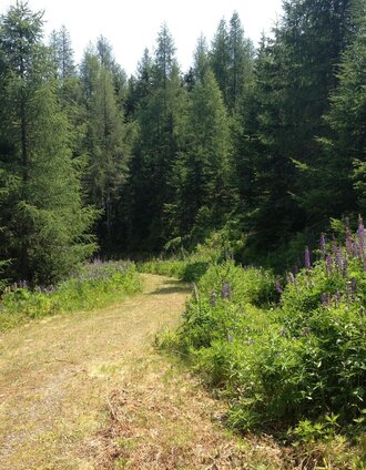 Beautiful forest trail along the Short Evening Walk | Gerhard Pilz | © Gerhard Pilz