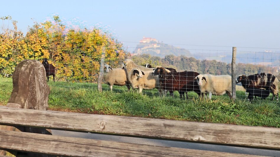 Theme path Head track (Kopfspur) - entire length - Touren-Impression #2.10 | © Spirit of Regions