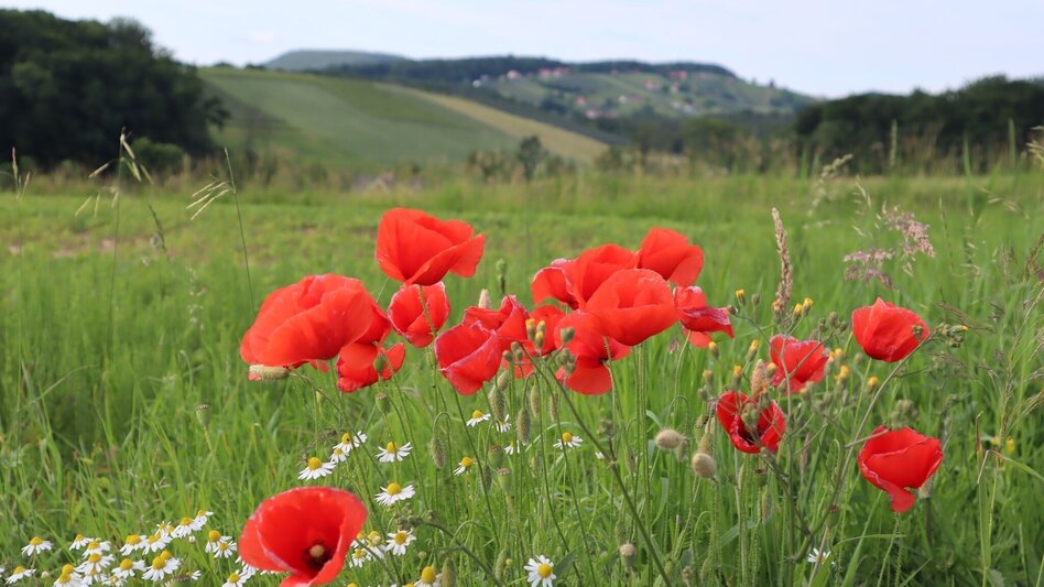 Theme path Around the middle (Um die Mitte) - entire length - Touren-Impression #2.15 | © Spirit of Regions