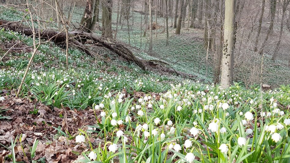 Hiking route Hiking stick (Wanderstab) / St. Stefan-Mureck - Touren-Impression #2.1 | © Spirit of Regions