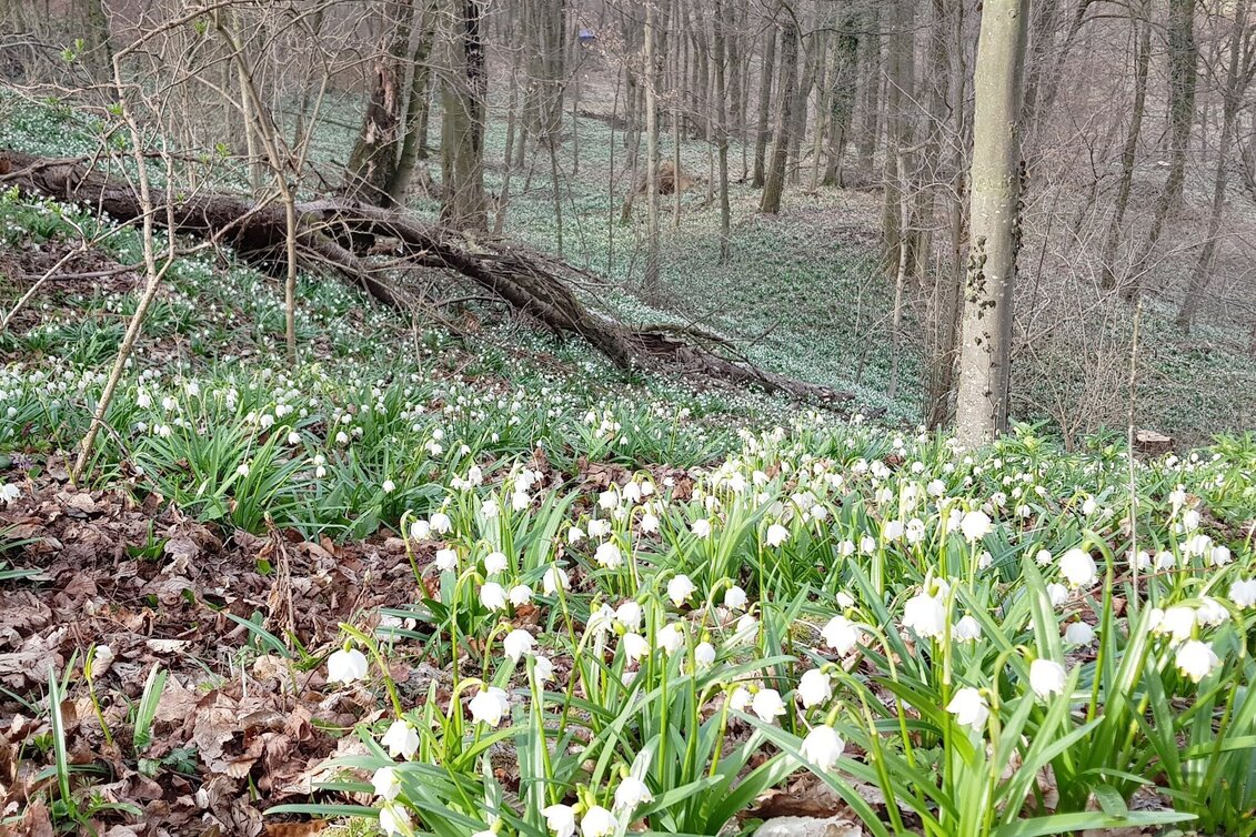 Hiking route Hiking stick (Wanderstab) / St. Stefan-Mureck - Touren-Impression #1 | © Spirit of Regions