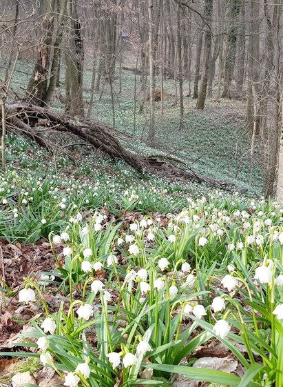 Frühlingsknotenblumen in Jagerberg | © Spirit of Regions | Gabi Grandl | © Spirit of Regions