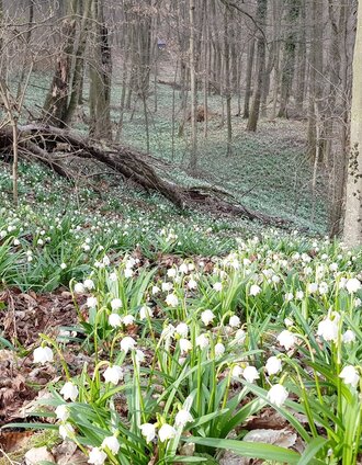 Frühlingsknotenblumen in Jagerberg | Gabi Grandl | © Spirit of Regions
