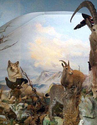 Naturmuseum Neuberg - Sammlung Schliefsteiner | Daniela Paul | © Naturpark Mürzer Oberland