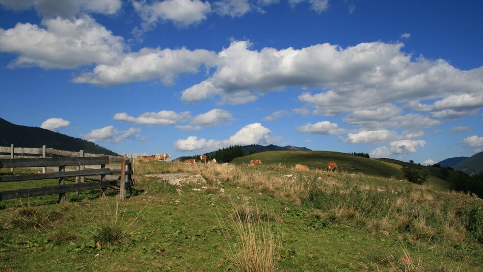 Hiking route Crossing the Wildalpe in the Mürzer Oberland Nature Park - Touren-Impression #2.1 | © Naturpark Mürzer Oberland