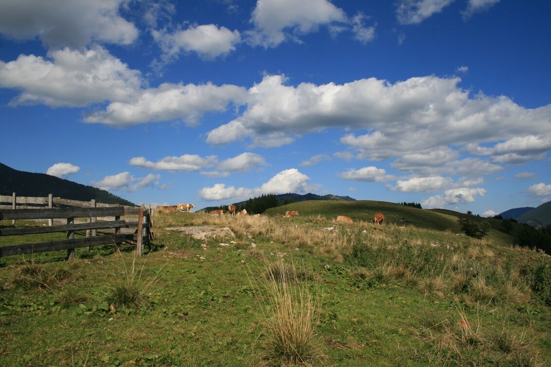 Hiking route Crossing the Wildalpe in the Mürzer Oberland Nature Park - Touren-Impression #1 | © Naturpark Mürzer Oberland
