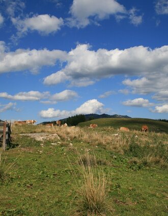 Wildalpe 2 | Nicole Seiser | © Naturpark Mürzer Oberland