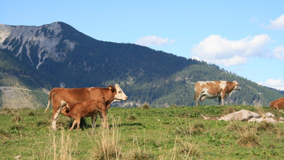Hiking route Crossing the Wildalpe in the Mürzer Oberland Nature Park - Touren-Impression #2.3 | © Naturpark Mürzer Oberland