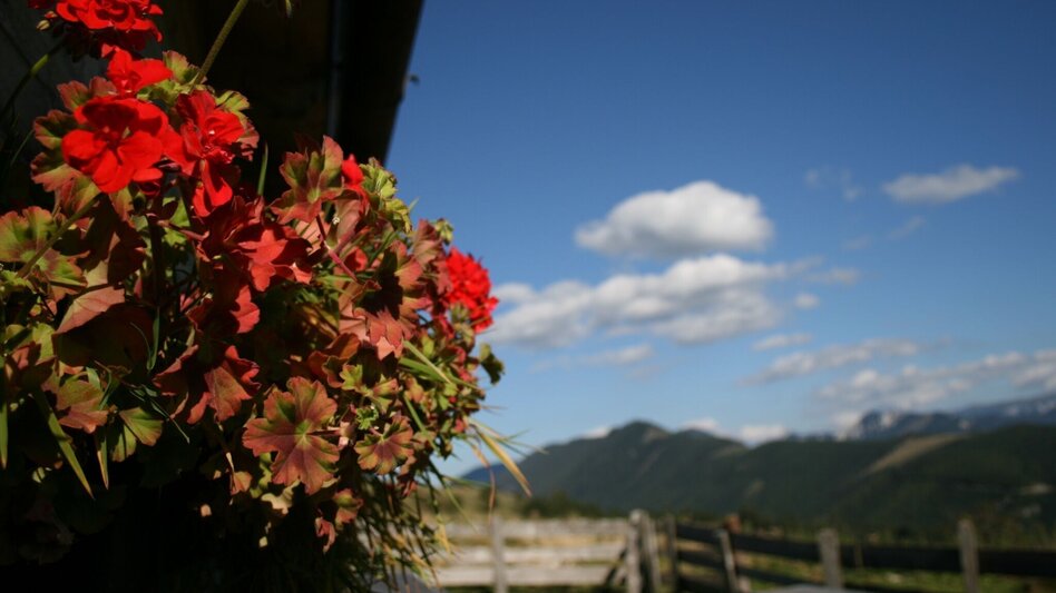 Hiking route Crossing the Wildalpe in the Mürzer Oberland Nature Park - Touren-Impression #2.4 | © Naturpark Mürzer Oberland