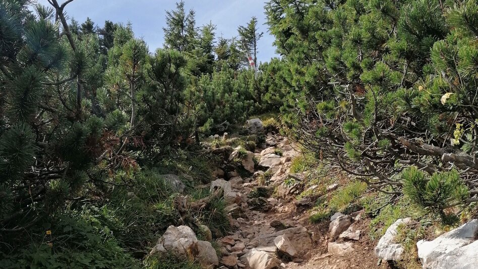 Hiking route Hochlantsch-tour above Schüsserlbrunn, Breitenau/H. - Touren-Impression #2.2 | © Oststeiermark Tourismus