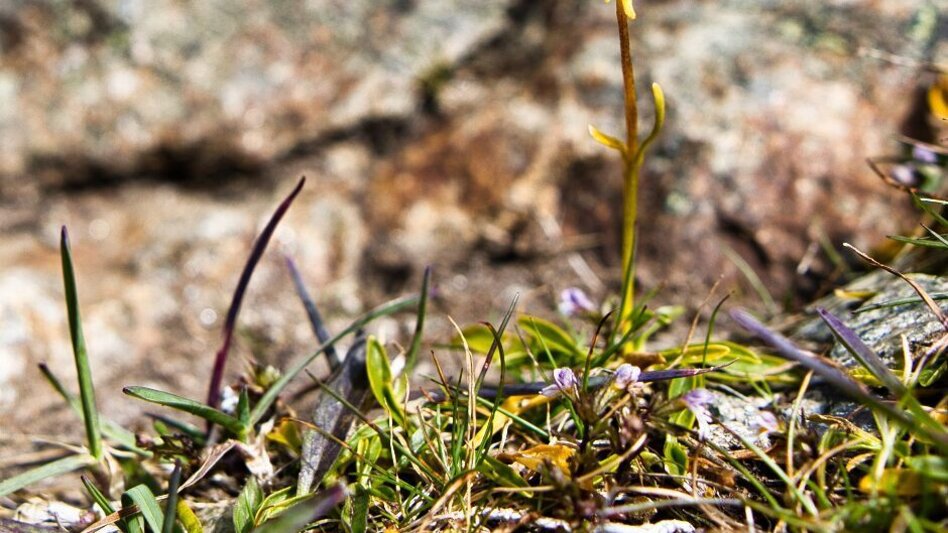 Hiking route Größenberg / Größing starting at the Weißensteinhütte - Touren-Impression #2.1 | © Weges OG