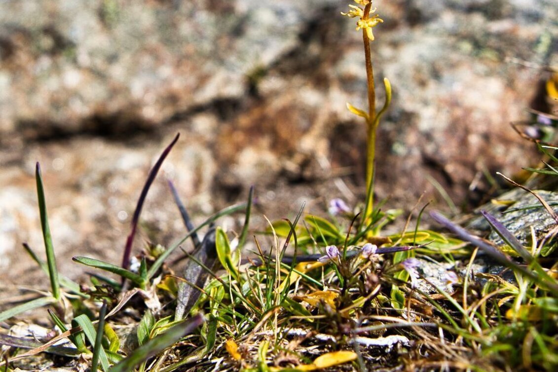 Hiking route Größenberg / Größing starting at the Weißensteinhütte - Touren-Impression #1 | © Weges OG