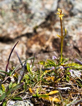 Speik - die kleine Heilpflanze | Weges OG | © Weges OG