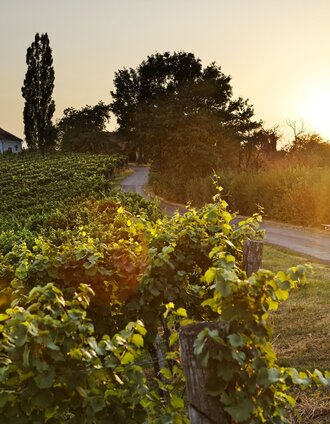 Magnificent views from Seindl | Bernhard Bergmann | © Thermen- & Vulkanland