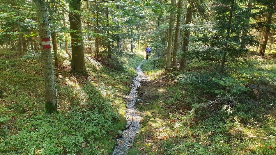 Wanderung Glatzl Trahütten Alm-Runde, St.Lorenzen am Wechsel - Touren-Impression #2.7 | © Oststeiermark Tourismus