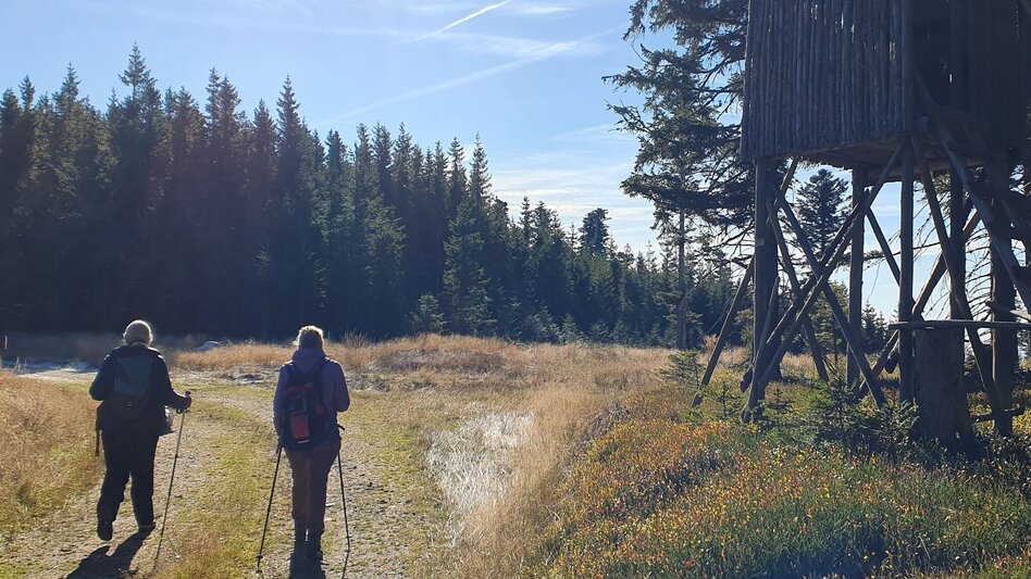 Wanderung Glatzl Trahütten Alm-Runde, St.Lorenzen am Wechsel - Touren-Impression #2.5 | © Oststeiermark Tourismus