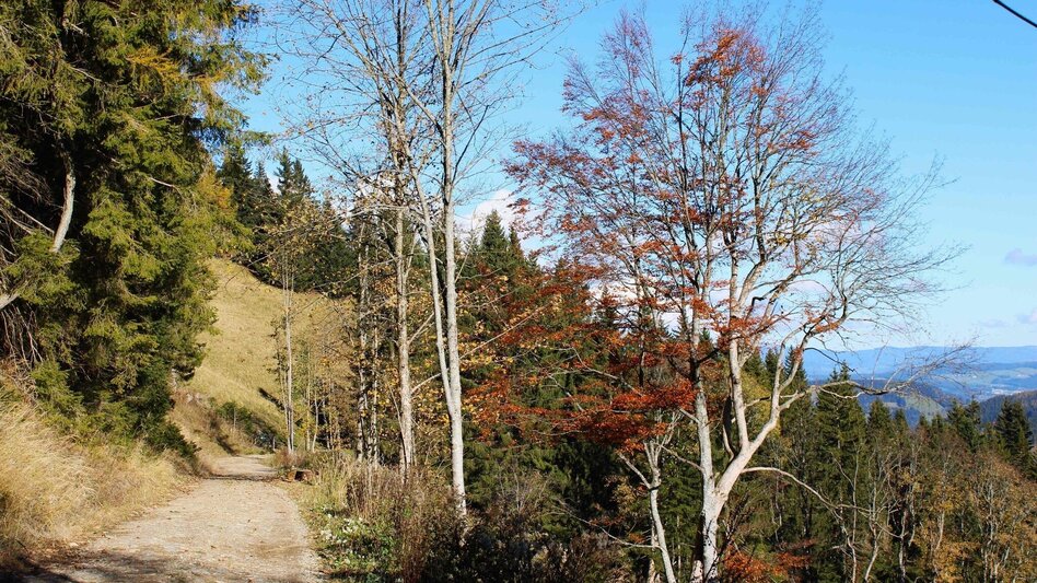 Hiking route Haberlstall-Round, Strassegg - Touren-Impression #2.12 | © Oststeiermark Tourismus