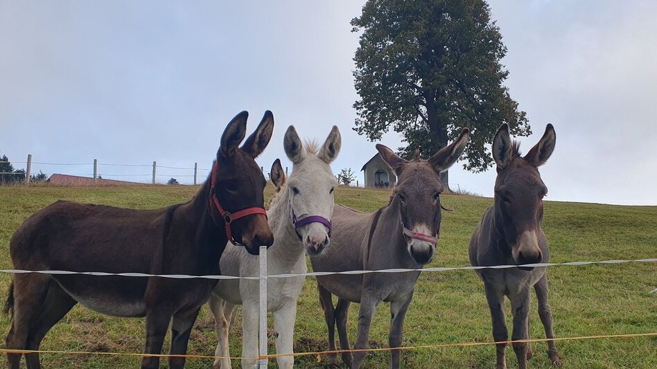 Wanderung Hartberg-Runde mit Kreuzbühel Kapelle, Schäffern - Touren-Impression #2.7 | © Oststeiermark Tourismus