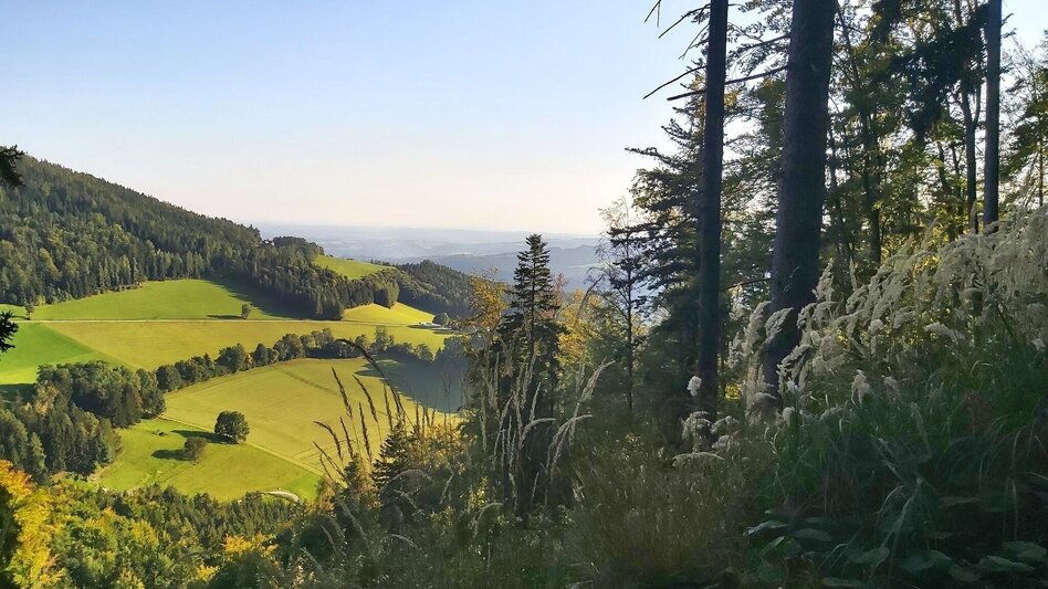 Wanderung Gösser & Sattelberge-Runde, Dürntal/Weiz - Touren-Impression #2.13 | © Oststeiermark Tourismus