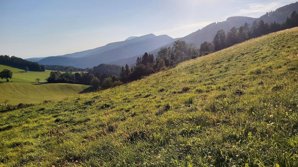 Wanderung Gösser & Sattelberge-Runde, Dürntal/Weiz - Touren-Impression #2.14 | © Oststeiermark Tourismus