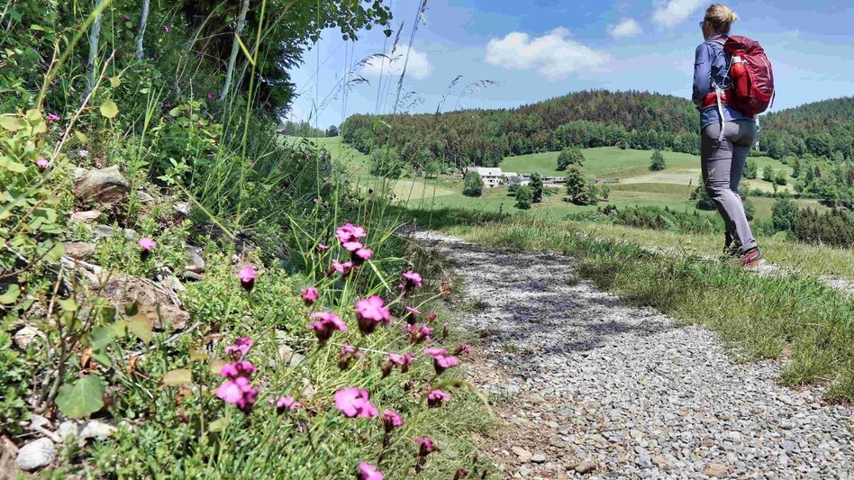 Hiking route Jägersteig & Patschaberg, Weizklamm gorge - Touren-Impression #2.11 | © Oststeiermark Tourismus