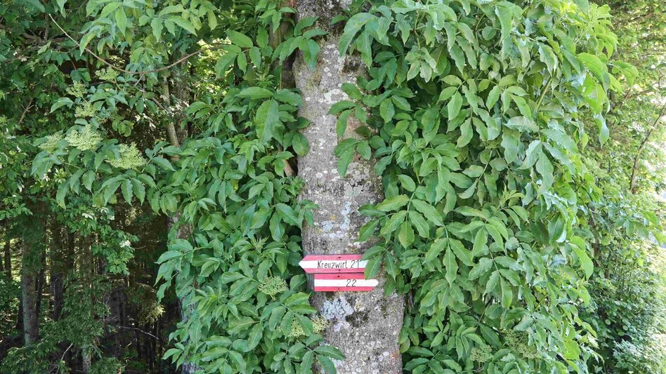 Hiking route Jägersteig & Patschaberg, Weizklamm gorge - Touren-Impression #2.12 | © Oststeiermark Tourismus