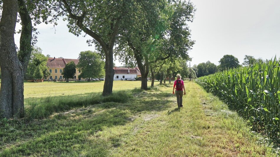 Wanderung Lafnitzau-Runde, St. Johann in der Haide - Touren-Impression #2.9 | © Weges