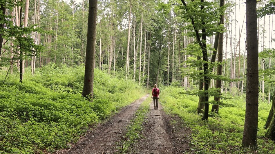 Wanderung Lafnitzau-Runde, St. Johann in der Haide - Touren-Impression #2.10 | © Weges