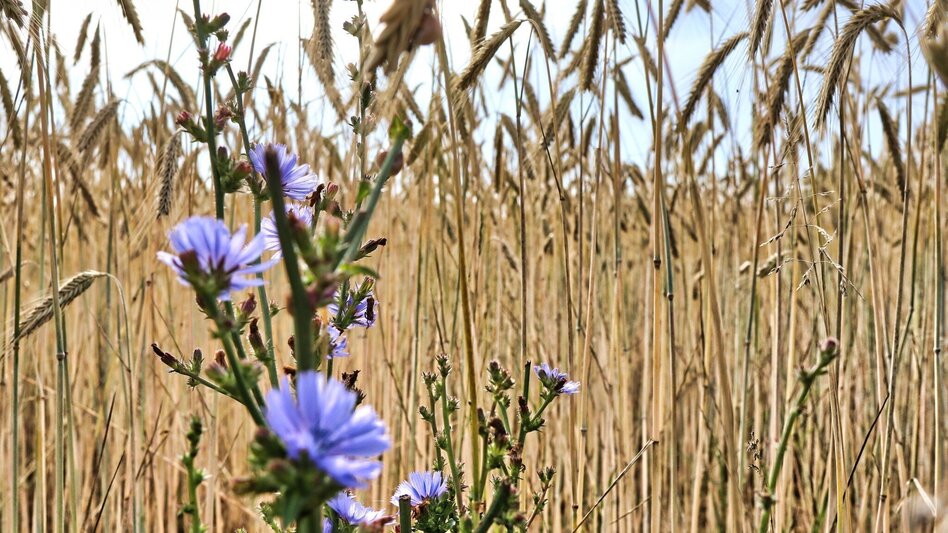 Wanderung Lafnitzau-Runde, St. Johann in der Haide - Touren-Impression #2.14 | © Weges